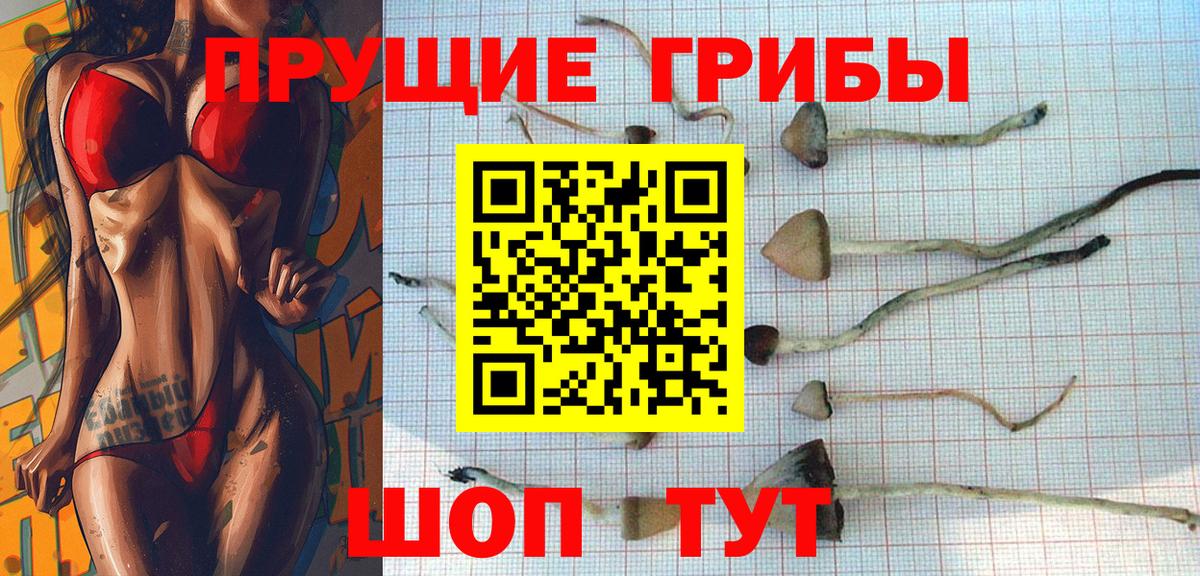 Псилоцибиновые грибы мицелий Осинники